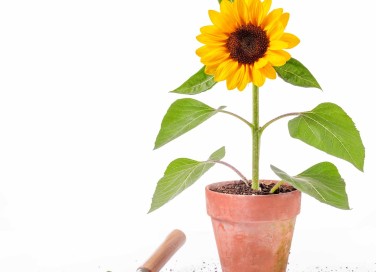 I girasoli si possono coltivare in vaso?