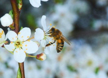 fiori api