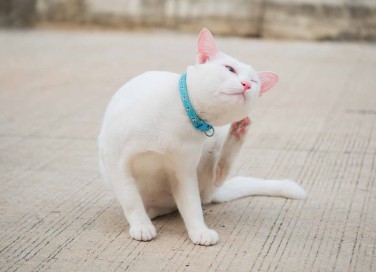 gatto si gratta le orecchie