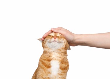gatto si affeziona
