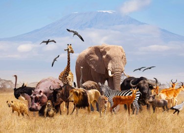 Sognare animali