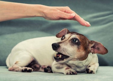 Sognare un cane che morde