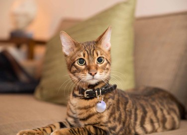 Collarino ai gatti, sì o no?