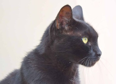 Come pulire le orecchie al gatto