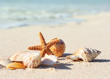 sfondi desktop conchiglie spiaggia, sfondi desktop conchiglie, sfondi desktop spiaggia