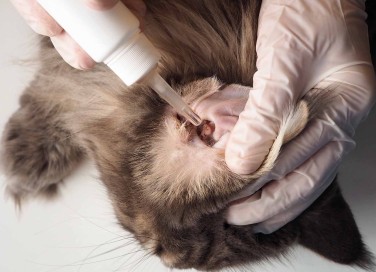 gocce nelle orecchie degli animali domestici