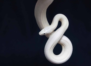 sognare di uccidere un serpente