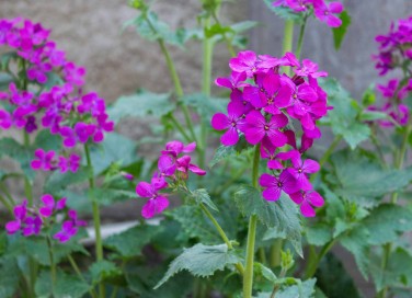 lunaria