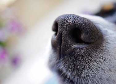 cani molecolari