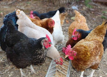 Mangiatoia per galline fai da te