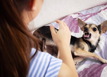 paura dei cani