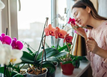 foglie delle orchidee