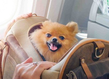 cane aereo