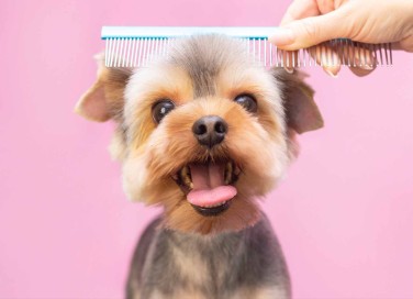 spazzolare il cane