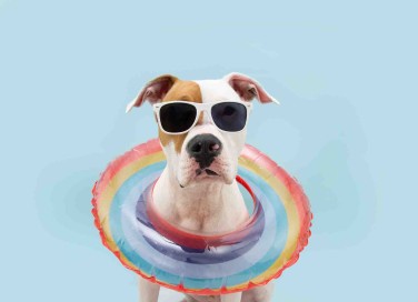Quali colori vedono i cani?