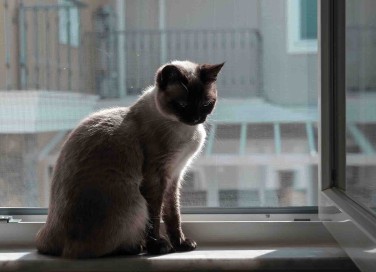 Come togliere il pelo del gatto dalla zanzariera senza rovinarla