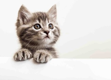 Quali colori vedono i gatti?