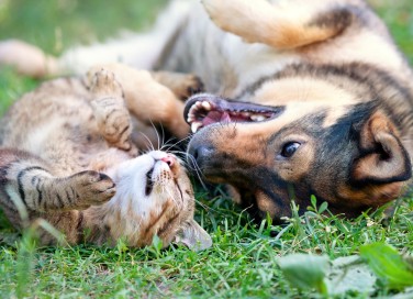 cani e gatti in giardino