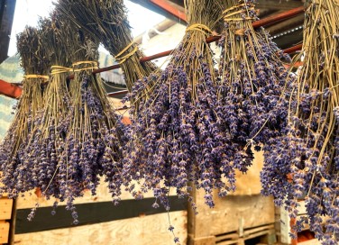 come raccogliere e conservare lavanda, come raccogliere lavanda, come conservare lavanda