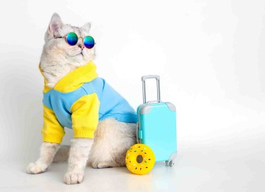 gatti e vacanze