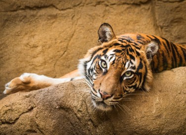 bioparco zoo
