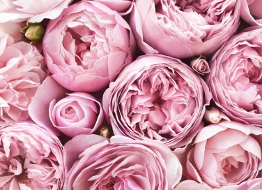 fiori e amore