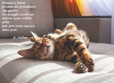 giornata-mondiale-gatto-immagini-frasi-
