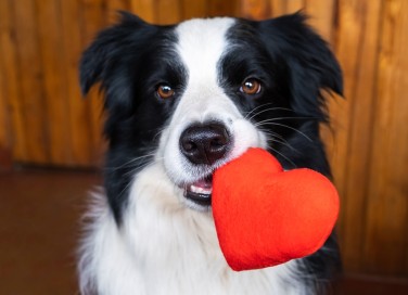 poesie cani, poesia cani, poesia cane