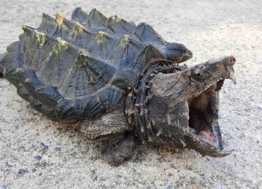 tartaruga alligatore