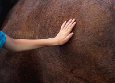 cavallo marrone