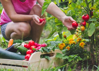 cosa fare nell'orto a settembre, lavori orto settembre