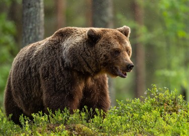 Sognare un orso bruno