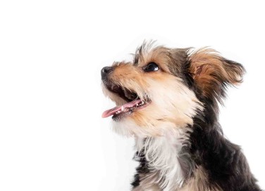bocca del cane rimane aperta