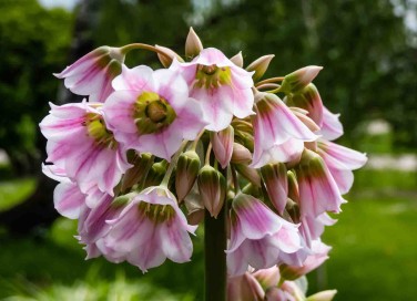 campanule