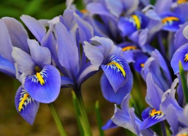 iris