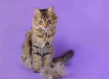 gatto perde il pelo a chiazze