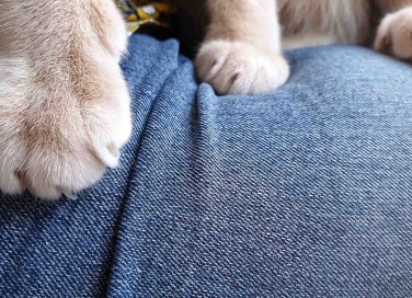 Perché i gatti impastano
