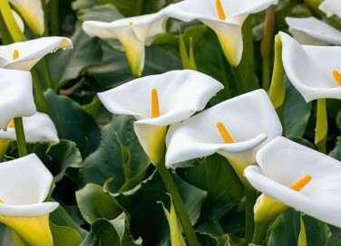 calla