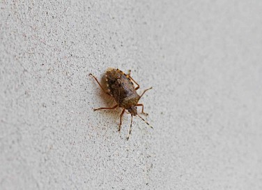 cimici asiatiche