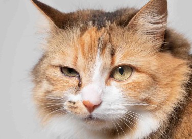 Gatto con occhio chiuso