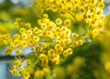 fiori a grappolo