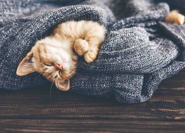 Gatti in inverno