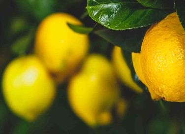 pianta di limone