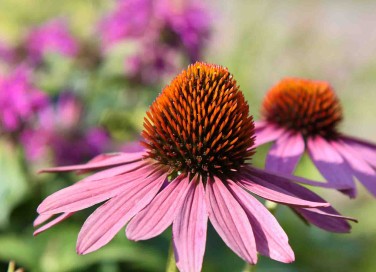Echinacea