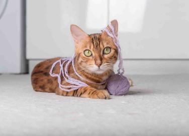 gatti giocano con i gomitoli di lana