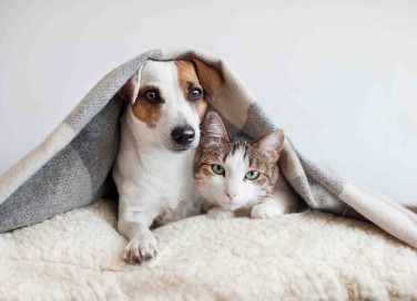 Gatti e botti di Capodanno