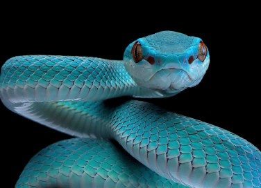sognare un serpente