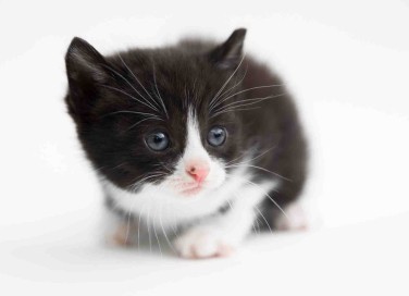 fusa dei gatti