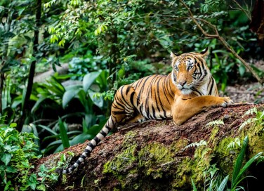 Borneo Malese