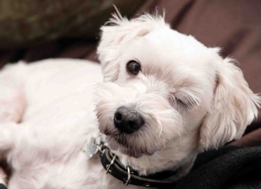 cani fanno l'occhiolino
